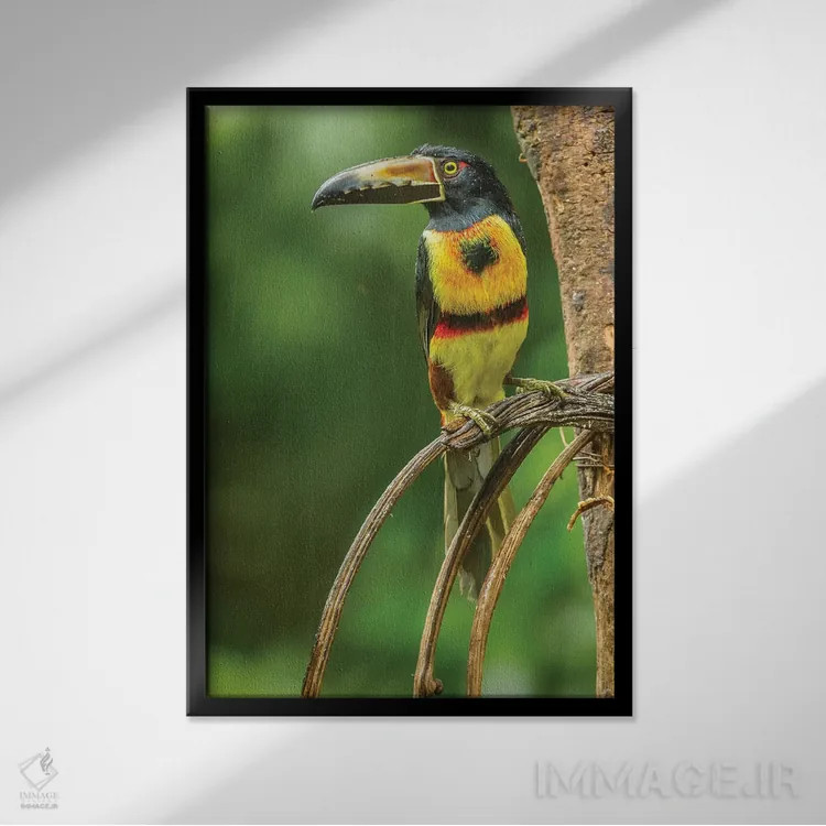 تابلو دکوراتیو La Selva Biological Research Station. Collared Aricari On Li… اثر جینز گالری - نمای قابدار مشکی