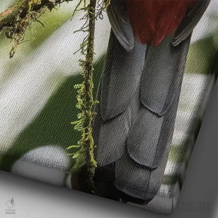 تابلو دکوراتیو La Selva Biological Station. Slaty-Tailed Trogon On Limb.,کا… اثر جینز گالری - نمای نزدیک بافت بوم