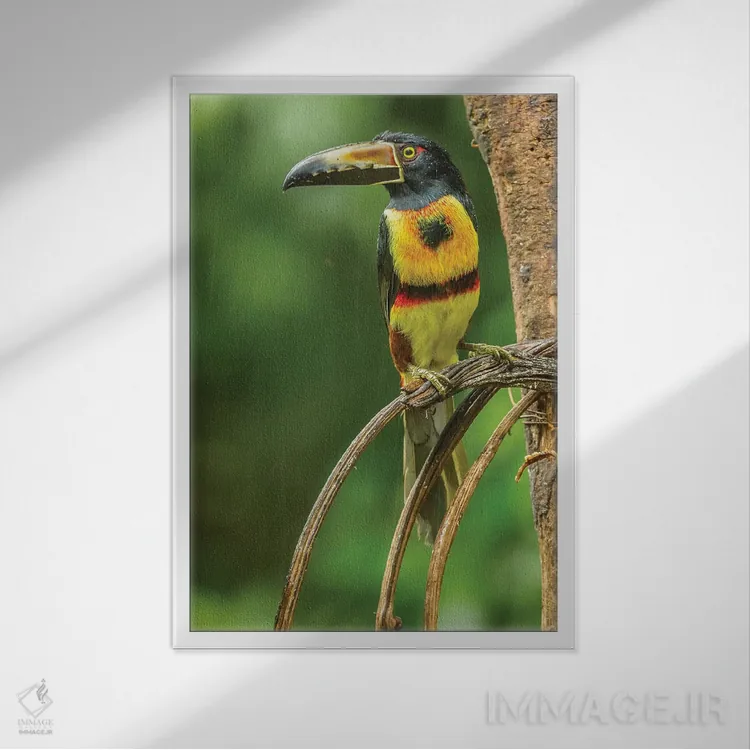 تابلو دکوراتیو La Selva Biological Research Station. Collared Aricari On Li… اثر جینز گالری - نمای قابدار سفید