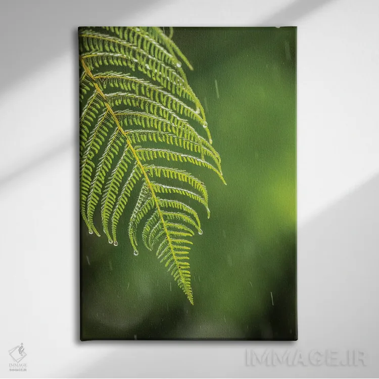 تابلو دکوراتیو Sarapique River Valley. Fern In Rain.,کاستاریکا، دره رود سرپ… اثر جینز گالری - نمای روبهرو روی دیوار