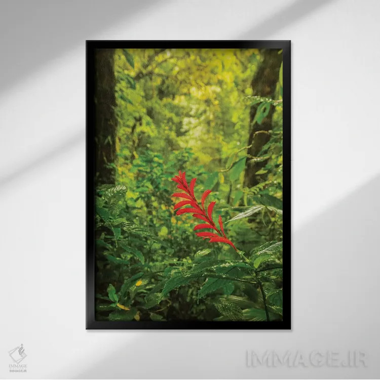 تابلو دکوراتیو Monte Verde Cloud Forest Reserve. Rainforest Scenic.,کاستاری… اثر جینز گالری - نمای قابدار مشکی