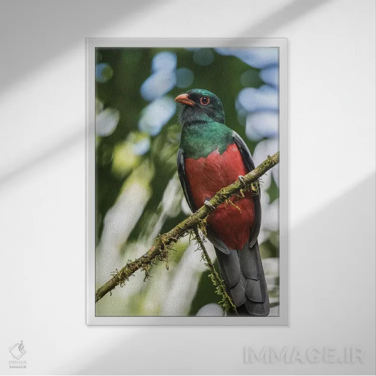 تابلو دکوراتیو La Selva Biological Station. Slaty-Tailed Trogon On Limb.,کا… اثر جینز گالری - نمای قابدار سفید