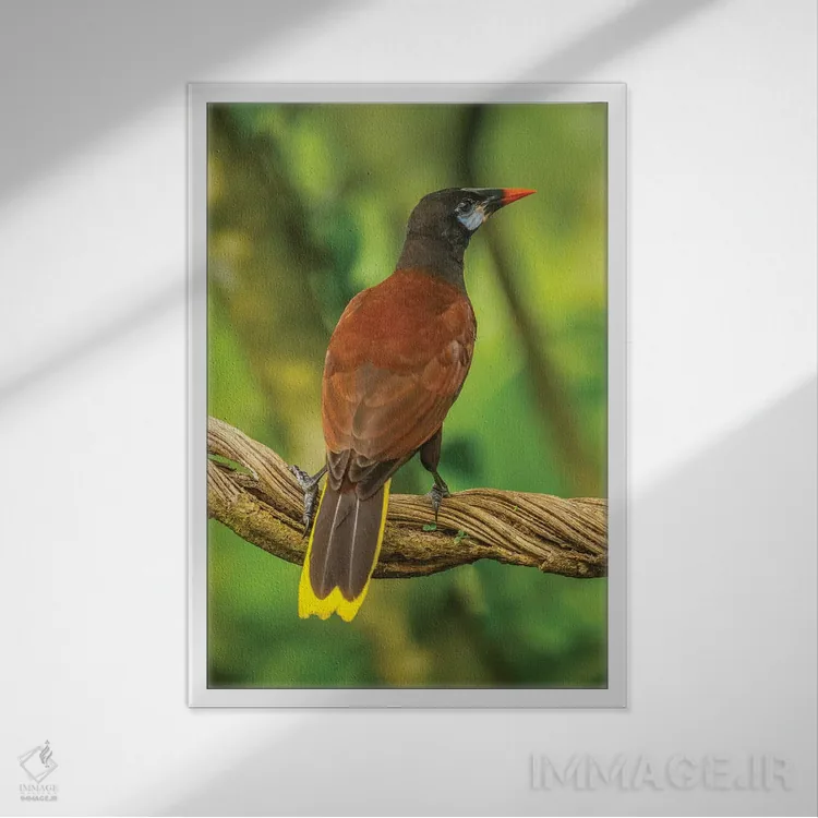 تابلو دکوراتیو Sarapiqui River Valley. Montezuma Oropendola Bird On Vine.,ک… اثر جینز گالری - نمای قابدار سفید