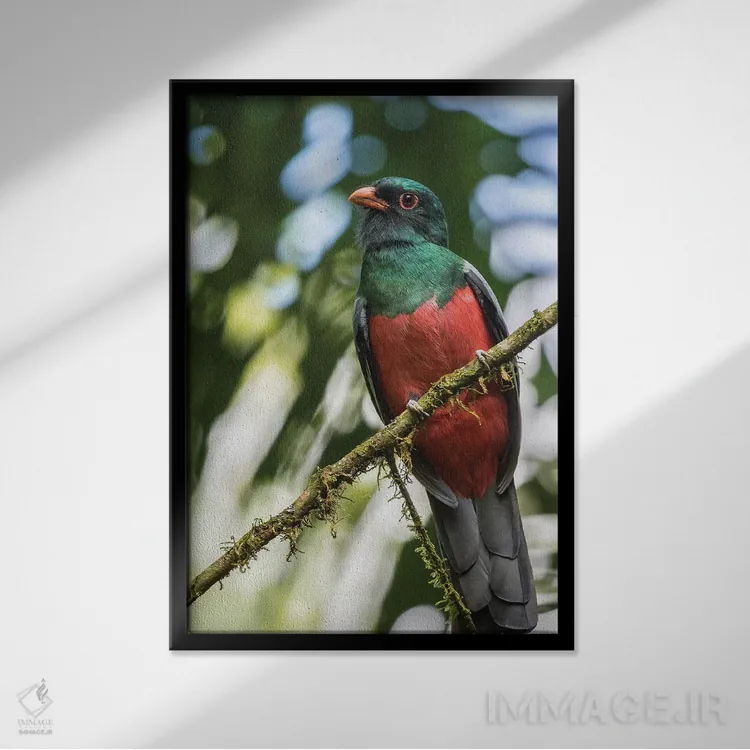 تابلو دکوراتیو La Selva Biological Station. Slaty-Tailed Trogon On Limb.,کا… اثر جینز گالری - نمای قابدار مشکی