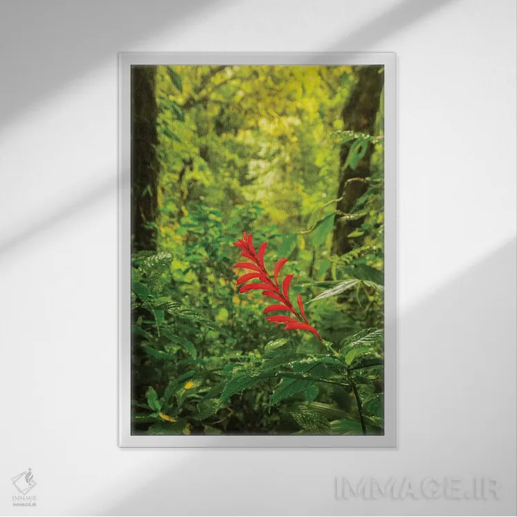 تابلو دکوراتیو Monte Verde Cloud Forest Reserve. Rainforest Scenic.,کاستاری… اثر جینز گالری - نمای قابدار سفید