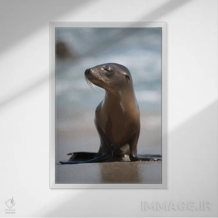 تابلو دکوراتیو California, La Jolla. Baby sea lion on beach.,آمریکا، کالیفر… اثر جینز گالری - نمای قابدار سفید