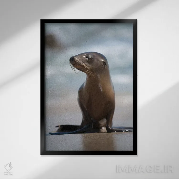 تابلو دکوراتیو California, La Jolla. Baby sea lion on beach.,آمریکا، کالیفر… اثر جینز گالری - نمای قابدار مشکی
