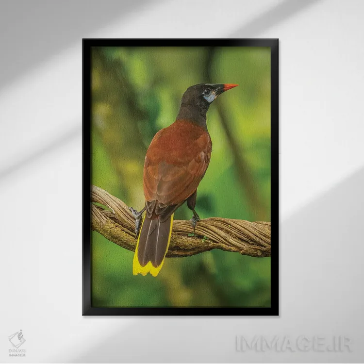 تابلو دکوراتیو Sarapiqui River Valley. Montezuma Oropendola Bird On Vine.,ک… اثر جینز گالری - نمای قابدار مشکی