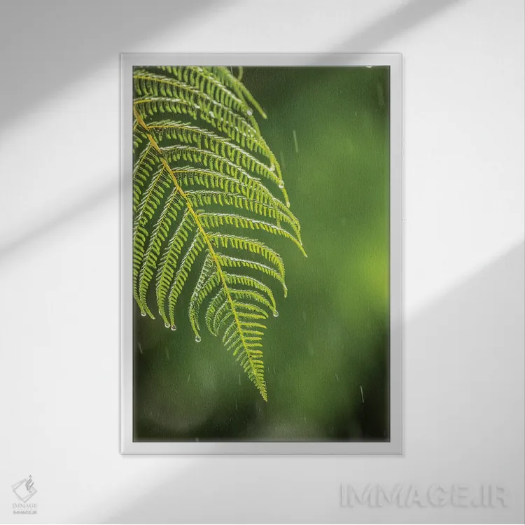 تابلو دکوراتیو Sarapique River Valley. Fern In Rain.,کاستاریکا، دره رود سرپ… اثر جینز گالری - نمای قابدار سفید