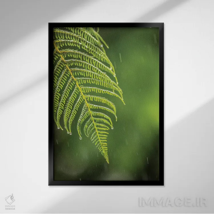 تابلو دکوراتیو Sarapique River Valley. Fern In Rain.,کاستاریکا، دره رود سرپ… اثر جینز گالری - نمای قابدار مشکی