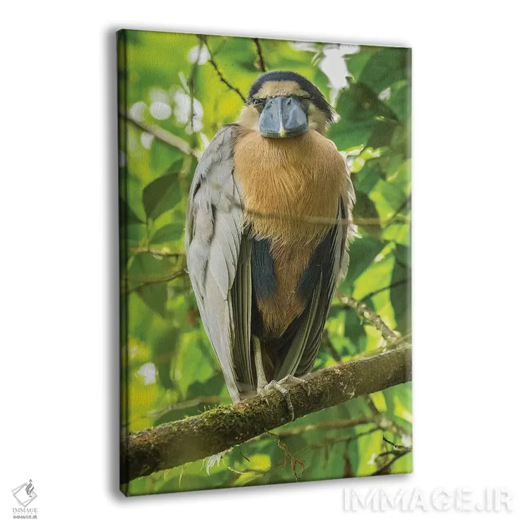 تابلو دکوراتیو کاستاریکا. نمای نزدیک مرغ ماهی خوار نوک قایقی اثر جینز گالری - نمای پرسپکتیو محصول