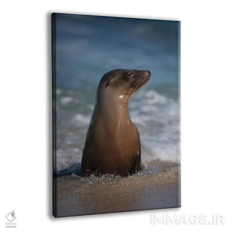 تابلو دکوراتیو California, La Jolla. Young sea lion in beach water.,آمریکا… اثر جینز گالری - نمای پرسپکتیو محصول