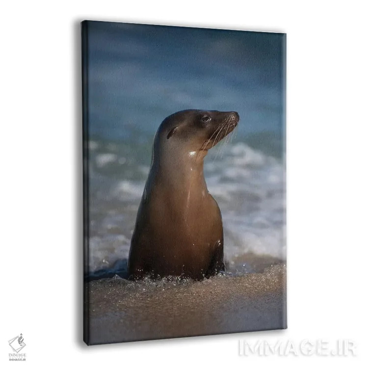 تابلو دکوراتیو California, La Jolla. Young sea lion in beach water.,آمریکا… اثر جینز گالری - نمای پرسپکتیو محصول