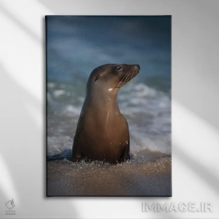 تابلو دکوراتیو California, La Jolla. Young sea lion in beach water.,آمریکا… اثر جینز گالری - نمای روبهرو روی دیوار