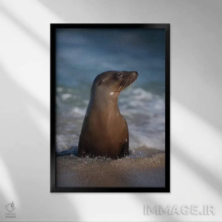 تابلو دکوراتیو California, La Jolla. Young sea lion in beach water.,آمریکا… اثر جینز گالری - نمای قابدار مشکی