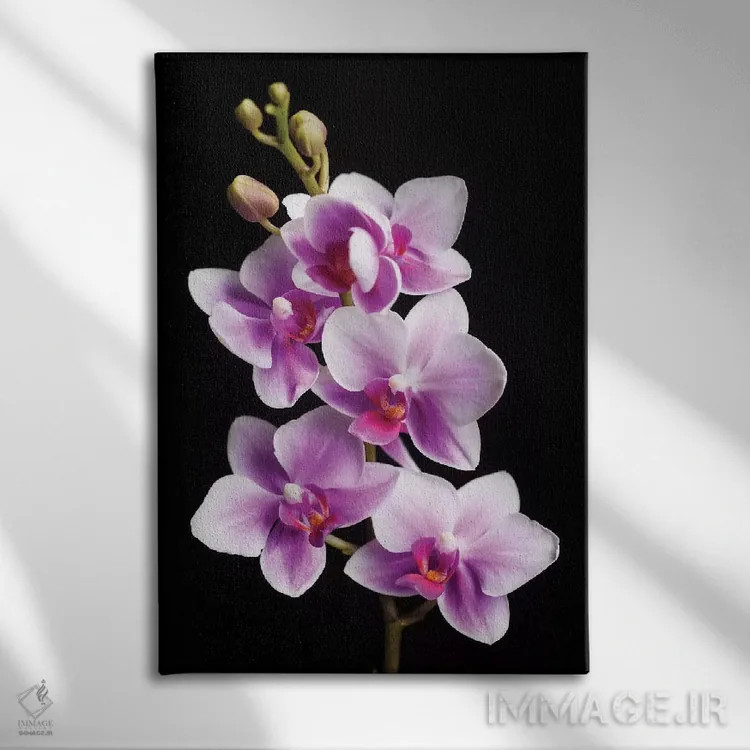 تابلو دکوراتیو California, Los Osos of orchids.,آمریکا، کالیفرنیا، لس اوسوس… اثر جینز گالری - نمای روبهرو روی دیوار