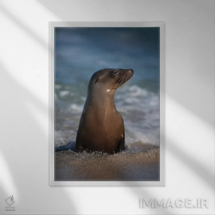 تابلو دکوراتیو California, La Jolla. Young sea lion in beach water.,آمریکا… اثر جینز گالری - نمای قابدار سفید