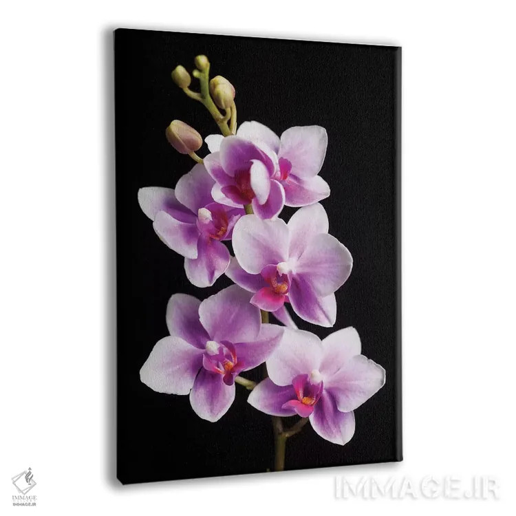 تابلو دکوراتیو California, Los Osos of orchids.,آمریکا، کالیفرنیا، لس اوسوس… اثر جینز گالری - نمای پرسپکتیو محصول