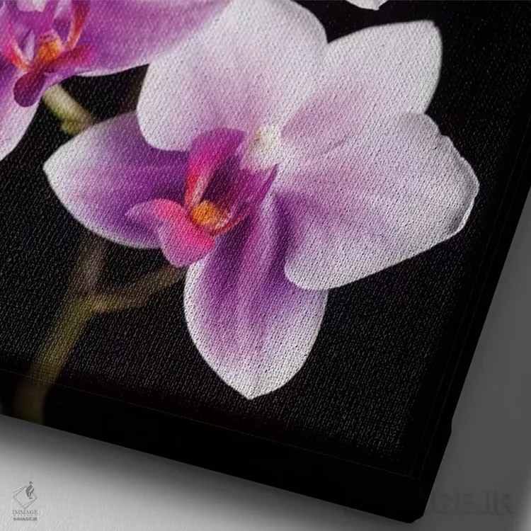 تابلو دکوراتیو California, Los Osos of orchids.,آمریکا، کالیفرنیا، لس اوسوس… اثر جینز گالری - نمای نزدیک بافت بوم
