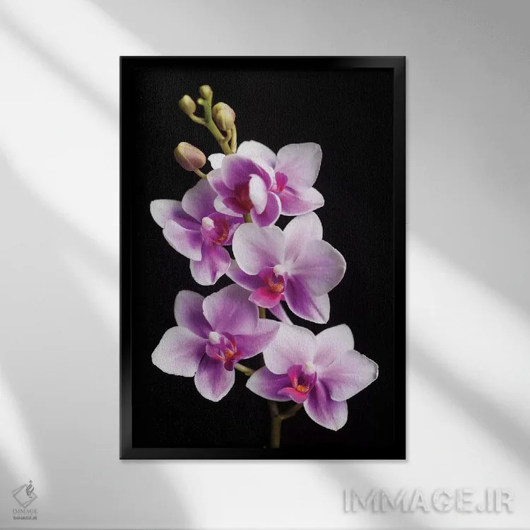 تابلو دکوراتیو California, Los Osos of orchids.,آمریکا، کالیفرنیا، لس اوسوس… اثر جینز گالری - نمای قابدار مشکی