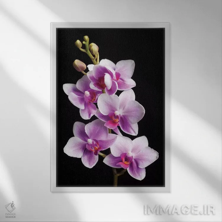 تابلو دکوراتیو California, Los Osos of orchids.,آمریکا، کالیفرنیا، لس اوسوس… اثر جینز گالری - نمای قابدار سفید