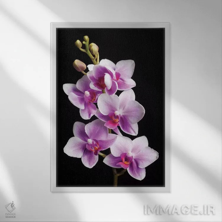 تابلو دکوراتیو California, Los Osos of orchids.,آمریکا، کالیفرنیا، لس اوسوس… اثر جینز گالری - نمای قابدار سفید