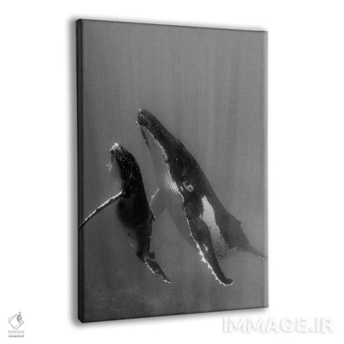 تابلو دکوراتیو Tonga. Mother and Calf, Humpback Whales,جزایر اقیانوس آرام… اثر جودیت زیمرمن - نمای پرسپکتیو محصول