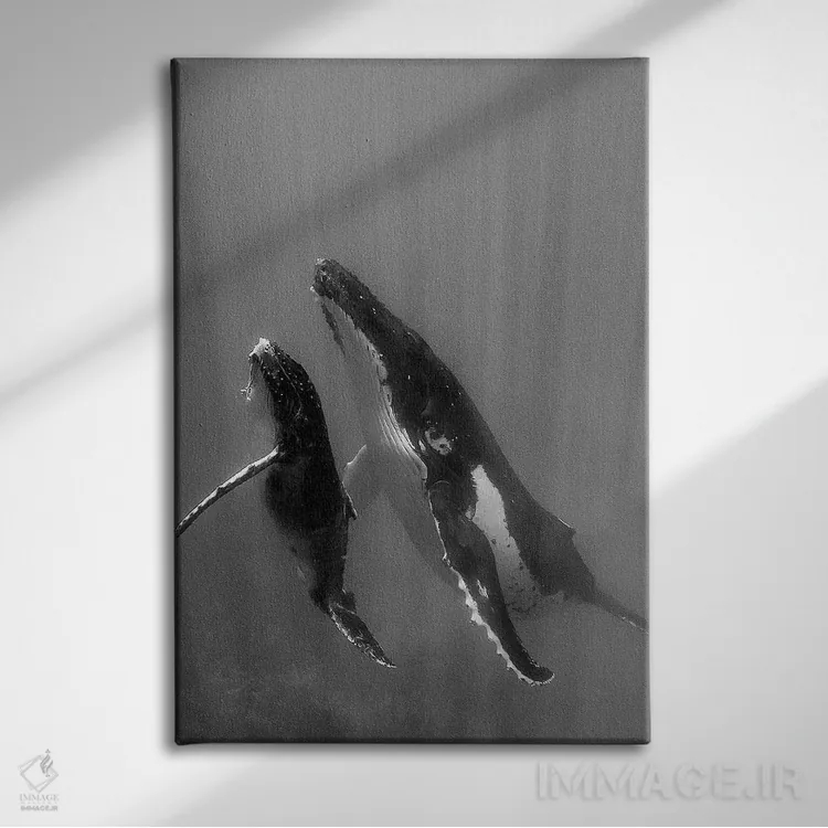 تابلو دکوراتیو Tonga. Mother and Calf, Humpback Whales,جزایر اقیانوس آرام… اثر جودیت زیمرمن - نمای روبهرو روی دیوار