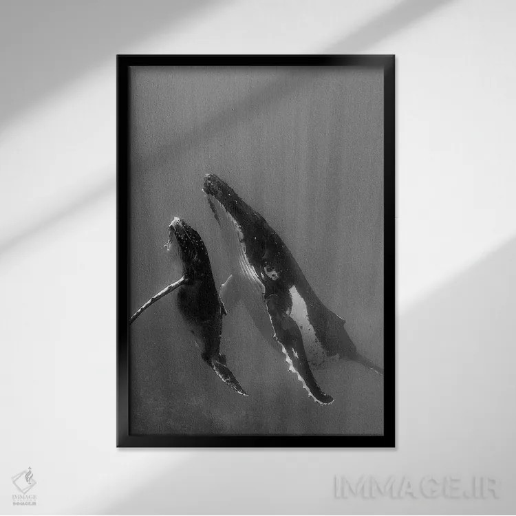 تابلو دکوراتیو Tonga. Mother and Calf, Humpback Whales,جزایر اقیانوس آرام… اثر جودیت زیمرمن - نمای قابدار مشکی