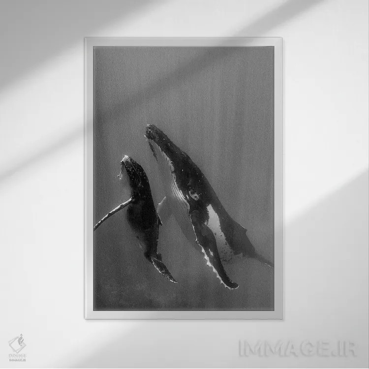تابلو دکوراتیو Tonga. Mother and Calf, Humpback Whales,جزایر اقیانوس آرام… اثر جودیت زیمرمن - نمای قابدار سفید