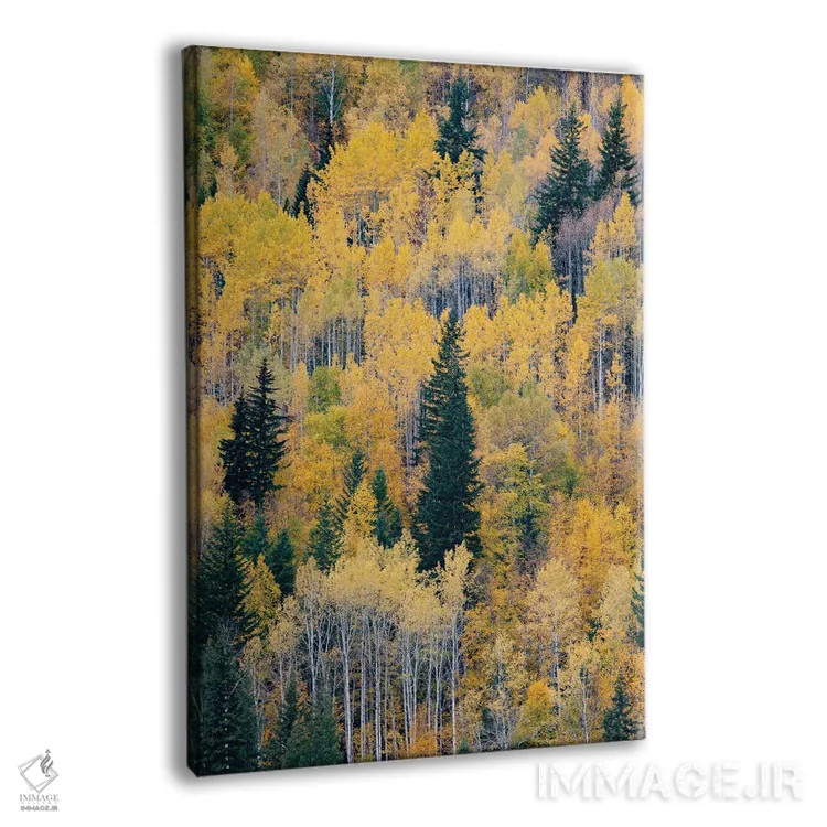 تابلو دکوراتیو British Columbia. Autumn aspen and pines, Wells-Gray Provi… اثر جودیت زیمرمن - نمای پرسپکتیو محصول