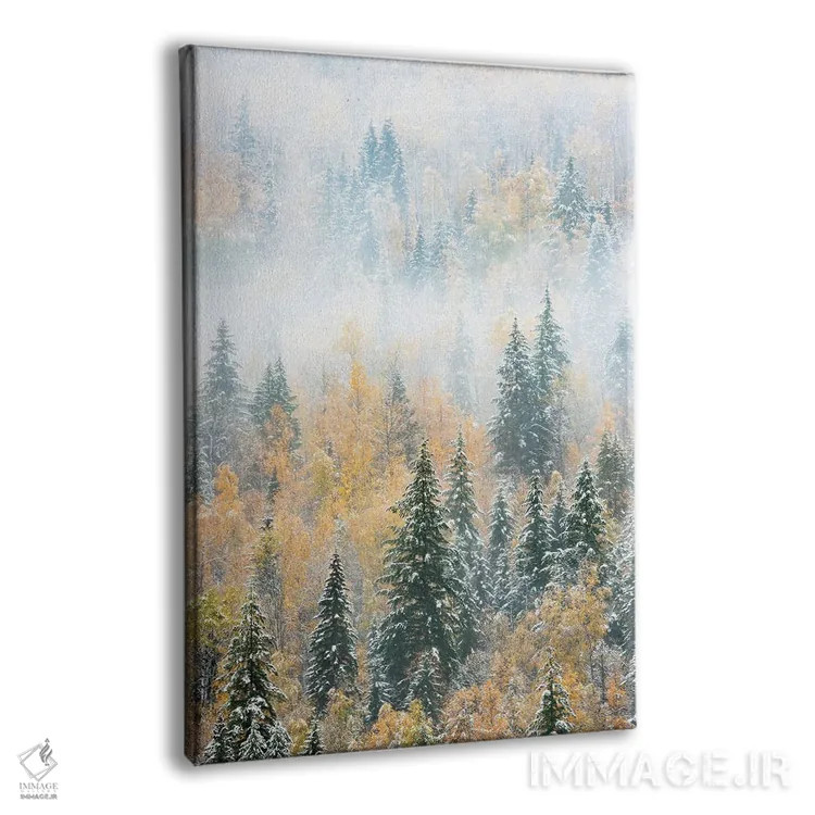 تابلو دکوراتیو Canada. Early morning fog in a mixed tree forest, Wells Gr… اثر جودیت زیمرمن - نمای پرسپکتیو محصول