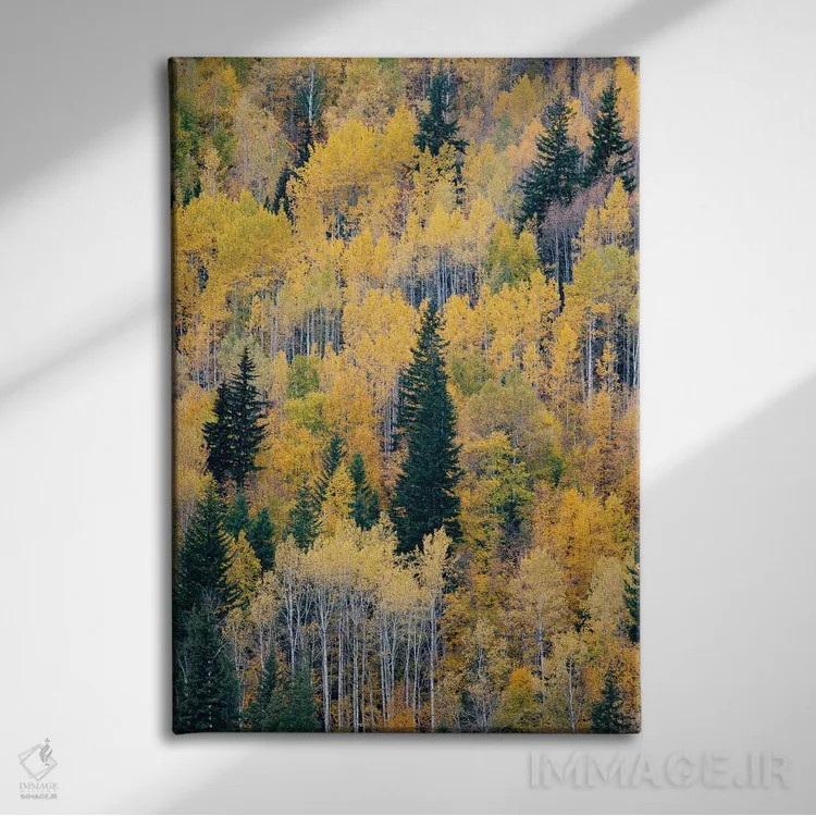 تابلو دکوراتیو British Columbia. Autumn aspen and pines, Wells-Gray Provi… اثر جودیت زیمرمن - نمای روبهرو روی دیوار