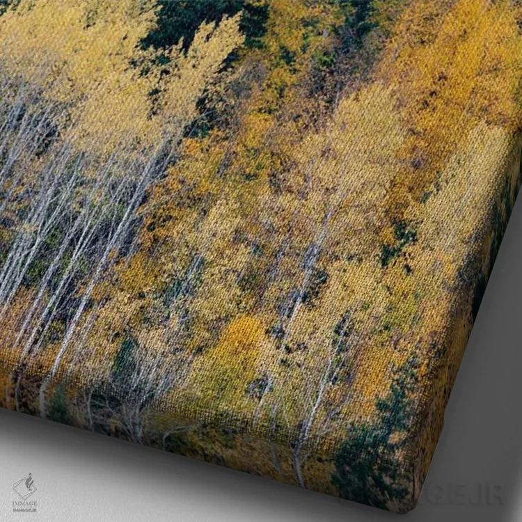 تابلو دکوراتیو British Columbia. Autumn aspen and pines, Wells-Gray Provi… اثر جودیت زیمرمن - نمای نزدیک بافت بوم