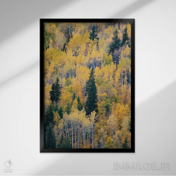 تابلو دکوراتیو British Columbia. Autumn aspen and pines, Wells-Gray Provi… اثر جودیت زیمرمن - نمای قابدار مشکی