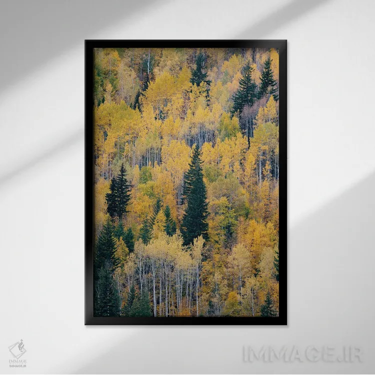 تابلو دکوراتیو British Columbia. Autumn aspen and pines, Wells-Gray Provi… اثر جودیت زیمرمن - نمای قابدار مشکی