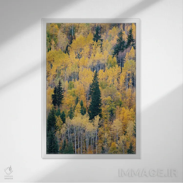 تابلو دکوراتیو British Columbia. Autumn aspen and pines, Wells-Gray Provi… اثر جودیت زیمرمن - نمای قابدار سفید