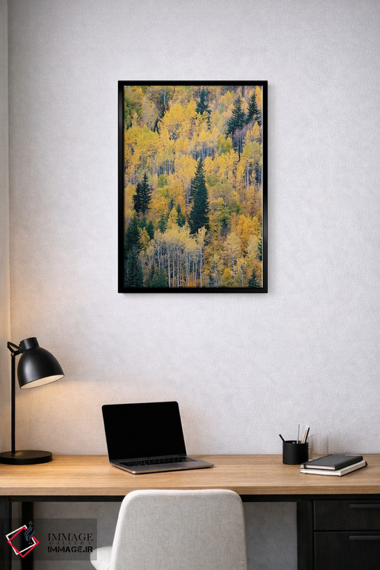 تابلو دکوراتیو British Columbia. Autumn aspen and pines, Wells-Gray Provi… اثر جودیت زیمرمن - D2B