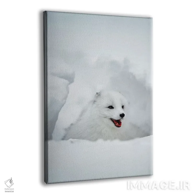 تابلو دکوراتیو Alaska, USA,روباه قطبی، آلاسکا، ایالات متحده اثر جیم زاکرمن - نمای پرسپکتیو محصول