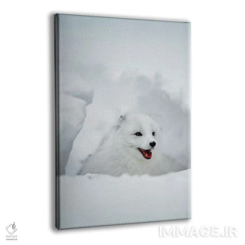 تابلو دکوراتیو Alaska, USA,روباه قطبی، آلاسکا، ایالات متحده اثر جیم زاکرمن - نمای پرسپکتیو محصول
