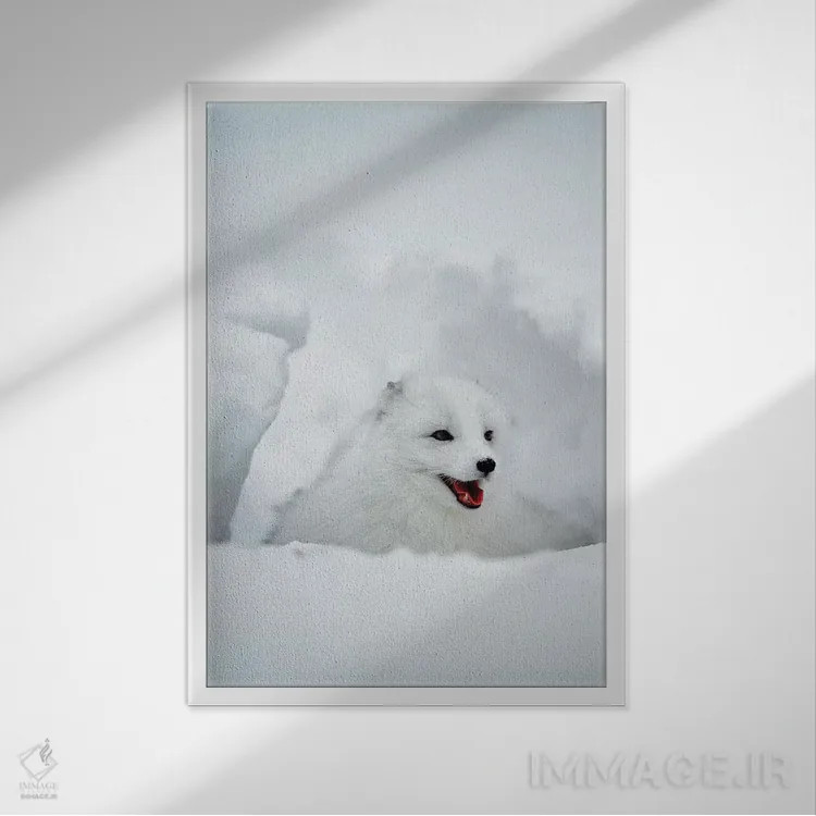 تابلو دکوراتیو Alaska, USA,روباه قطبی، آلاسکا، ایالات متحده اثر جیم زاکرمن - نمای قابدار سفید