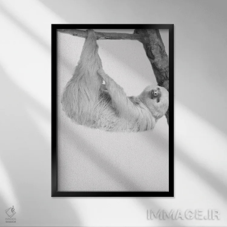 تابلو دکوراتیو تنبل های بامزه I اثر کیمبرلی آلن - نمای قابدار مشکی