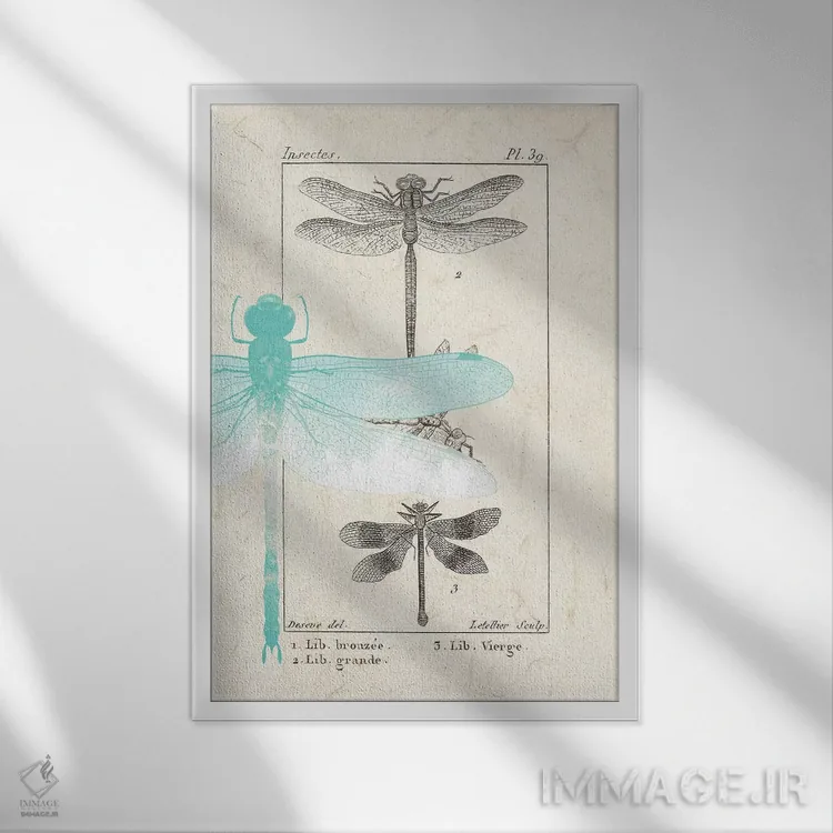 تابلو دکوراتیو راهنمای میدانی I اثر کیمبرلی آلن - نمای قابدار سفید