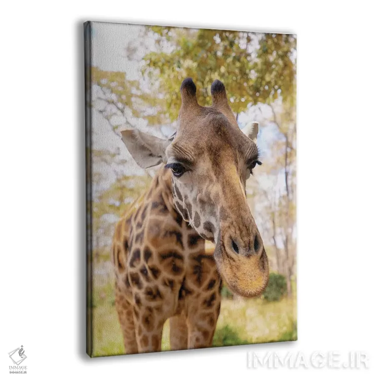 تابلو دکوراتیو زرافه کنجکاو اثر کتی منسفیلد - نمای پرسپکتیو محصول