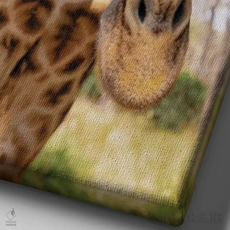 تابلو دکوراتیو زرافه کنجکاو اثر کتی منسفیلد - نمای نزدیک بافت بوم