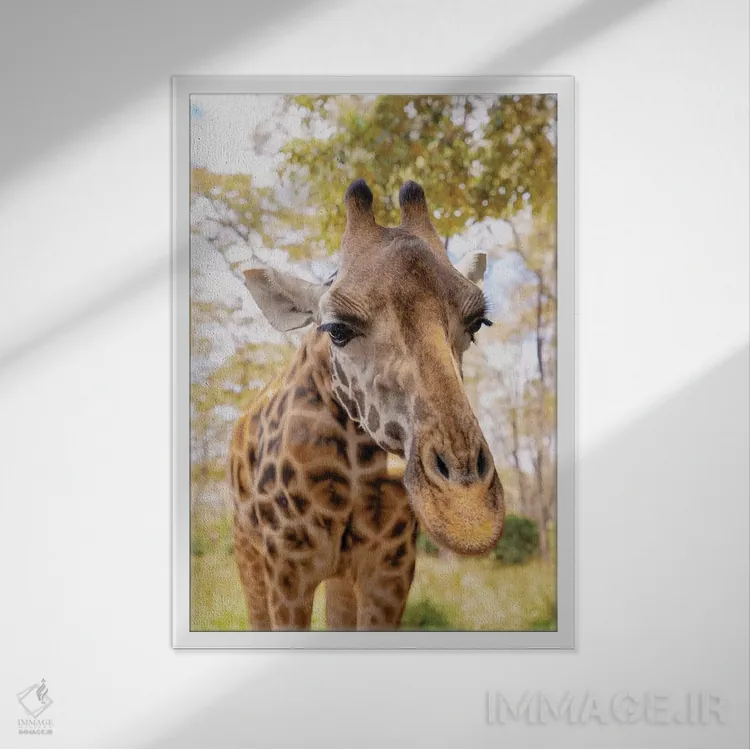 تابلو دکوراتیو زرافه کنجکاو اثر کتی منسفیلد - نمای قابدار سفید