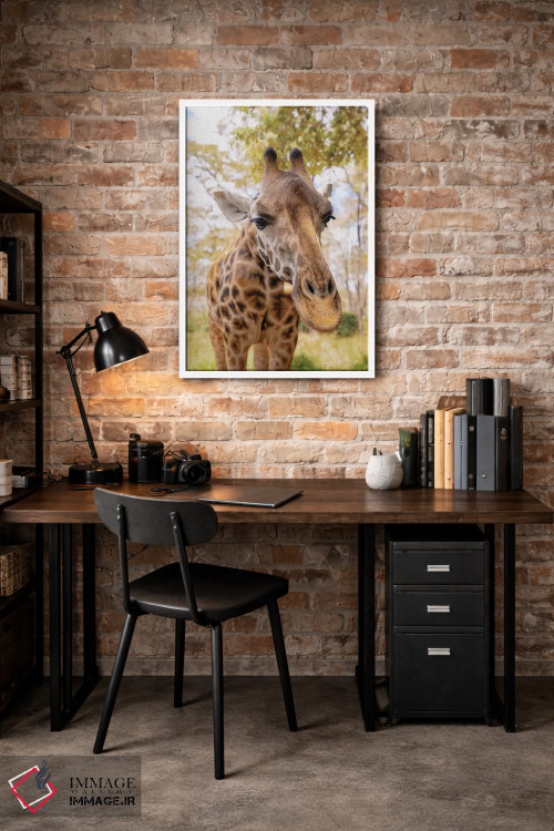 تابلو دکوراتیو زرافه کنجکاو اثر کتی منسفیلد - D3W