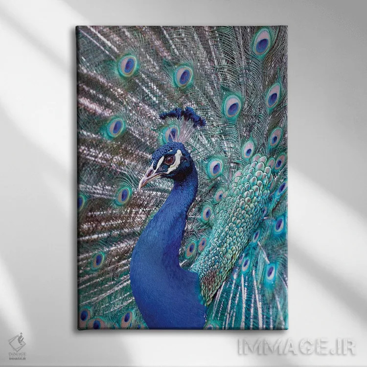 تابلو دکوراتیو Central America. India Blue Peacock displaying.,کاستاری… اثر کارن ان سالیوان - نمای روبهرو روی دیوار