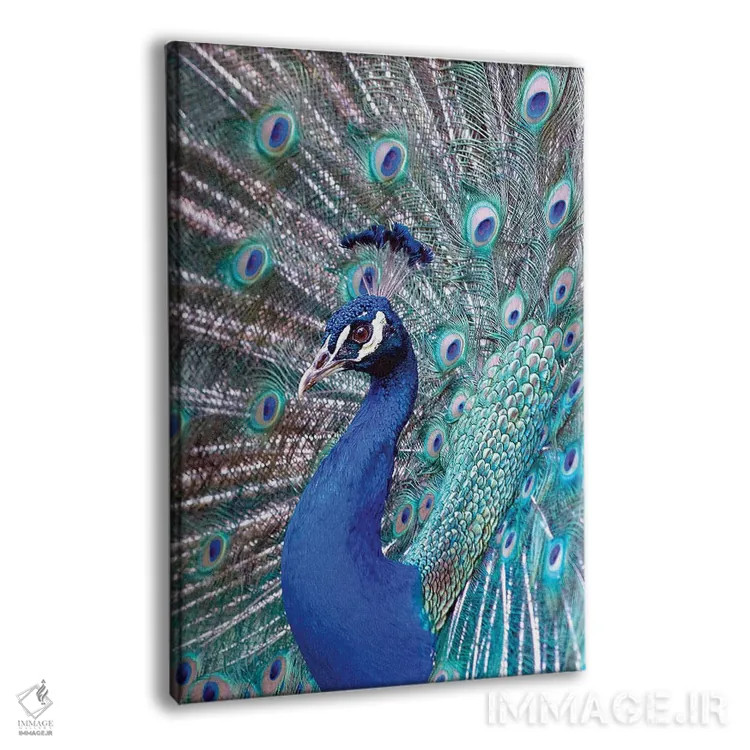 تابلو دکوراتیو Central America. India Blue Peacock displaying.,کاستاری… اثر کارن ان سالیوان - نمای پرسپکتیو محصول