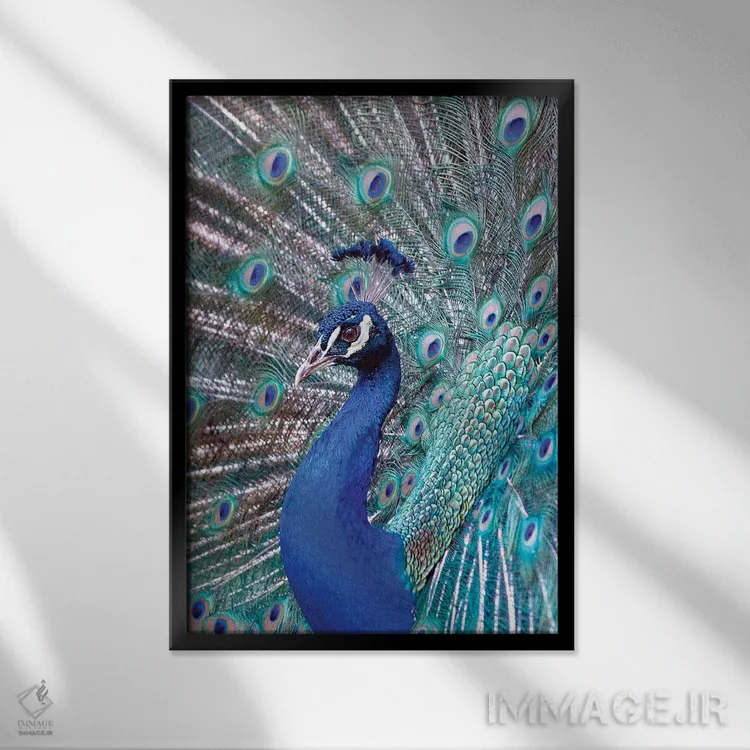 تابلو دکوراتیو Central America. India Blue Peacock displaying.,کاستاری… اثر کارن ان سالیوان - نمای قابدار مشکی